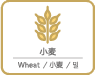小麦